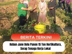 Kebun Jane Belu Panen 15 Ton Hortikultura, Serap Tenaga Kerja Lokal