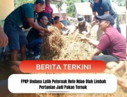 FPKP Undana Latih Peternak Rote Ndao Olah Limbah Pertanian Jadi Pakan Ternak