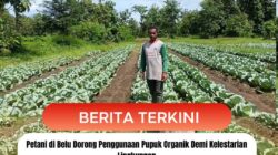 Petani di Belu Dorong Penggunaan Pupuk Organik Demi Kelestarian Lingkungan