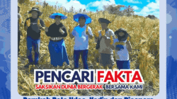 Pemkab Rote Ndao, Kadin dan Diaspora Panen Jagung Hibrida di Limakoli Rote Tengah