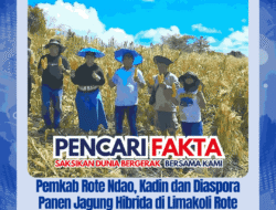 Pemkab Rote Ndao, Kadin dan Diaspora Panen Jagung Hibrida di Limakoli Rote Tengah