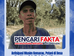 Antisipasi Musim Kemarau, Petani di Desa Umaklaran Belu Ubah Strategi Tanam