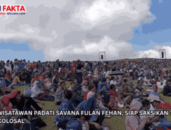 Ribuan Wisatawan Padati Savana Fulan Fehan, Siap Saksikan Tarian Likurai Kolosal