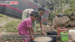 Warga Geo Ola Nagekeo NTT Akses Air Bersih di Embung yang Juga Jadi Tempat Minum Ternak 