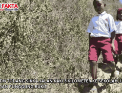 Siswa SDN Todang Sikka Jalan Kaki 3 Kilometer ke Sekolah, Lewati Hutan dan Punggung Bukit